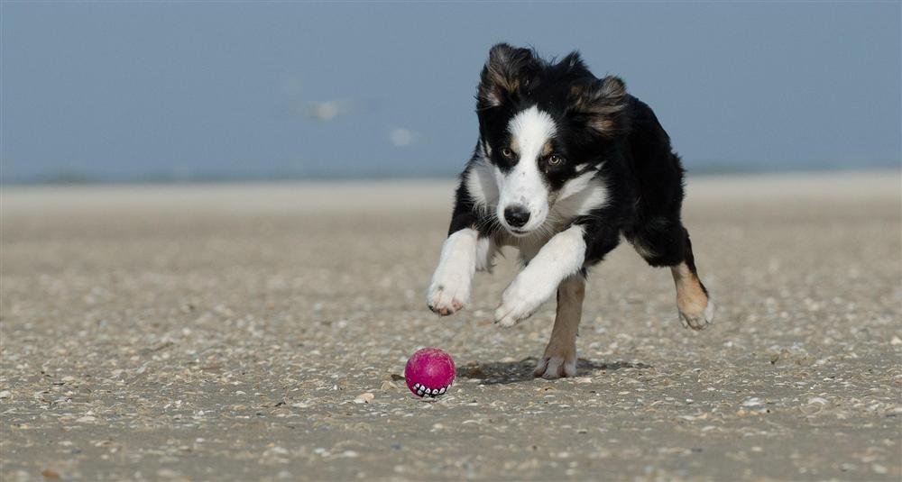 Border Collie concentrado durante una sesión de entrenamiento con clicker