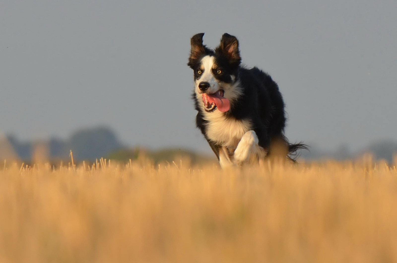 Border Collie equipado con un arnés ergonómico en forma de Y en el campo