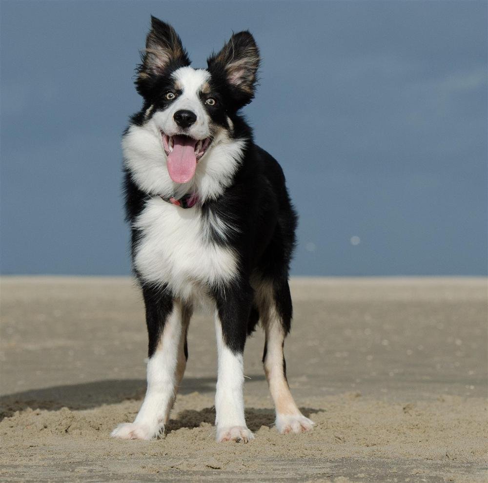 Border Collie sonriendo con dientes blancos y encías sanas en primer plano