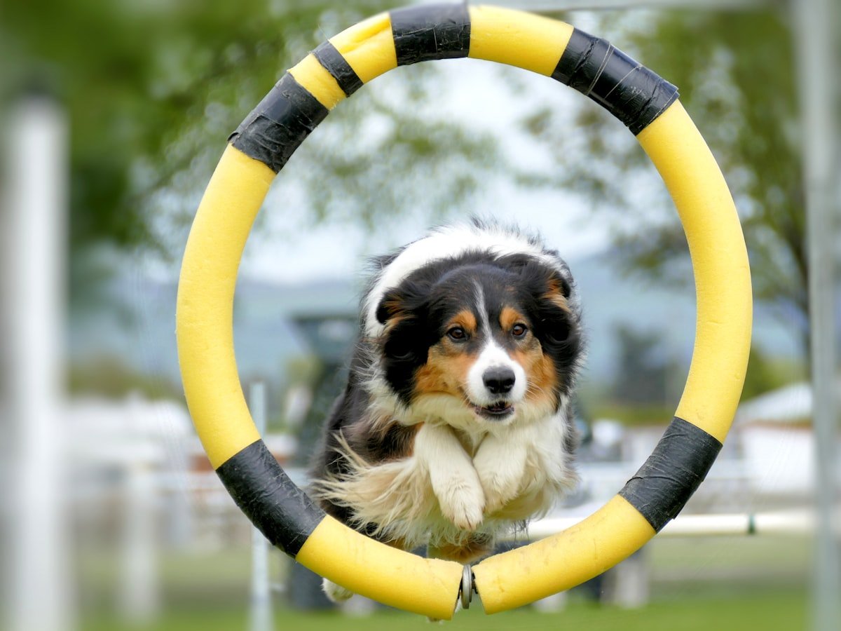 Perro atravesando un slalom de conos de agility