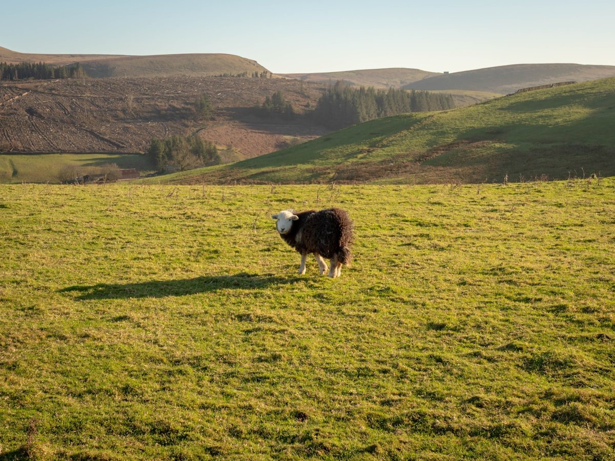 Border Collie en un campo abierto