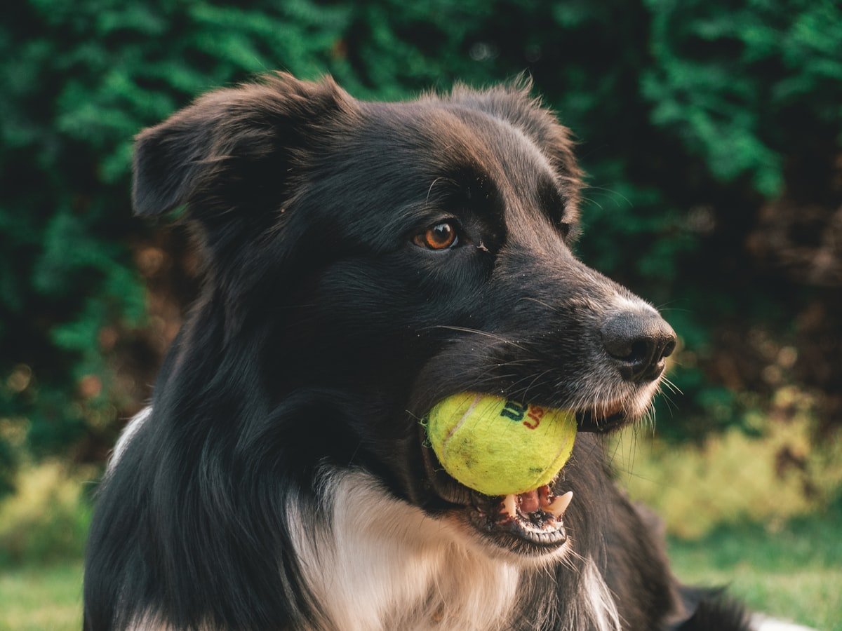 Border Collie con una pelota de tenis en la boca