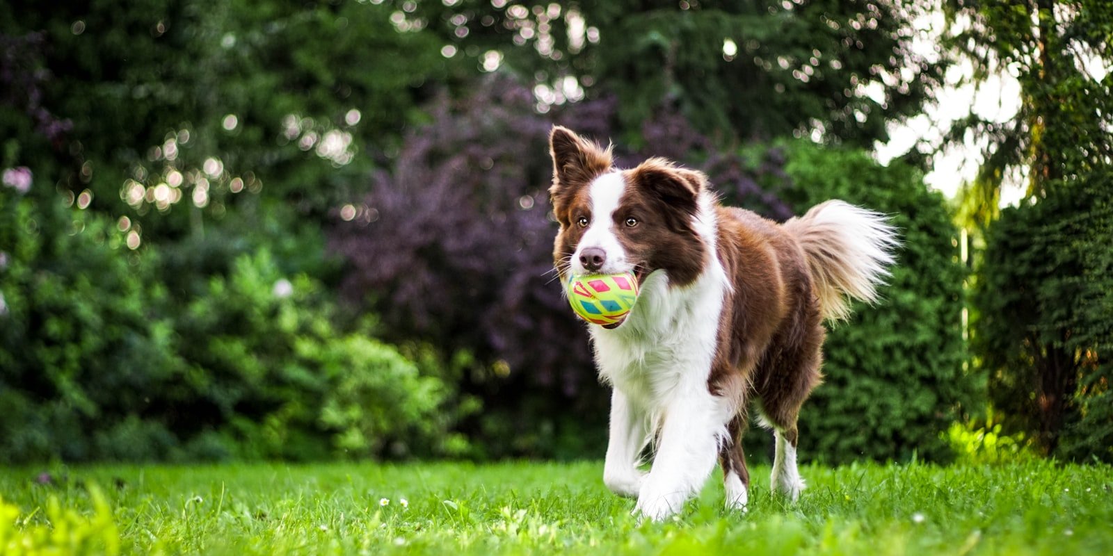 Border Collie en el campo