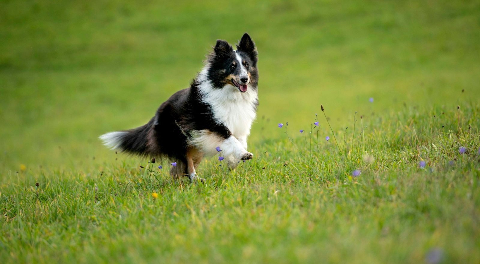 Border Collie corriendo por un campo