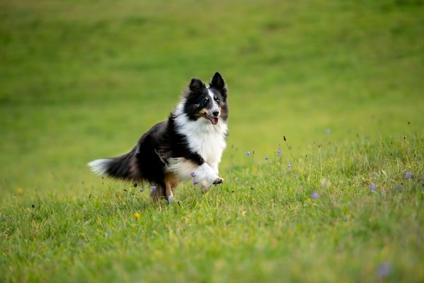 Border Collie con pelaje brillante y sano durante una sesión de cepillado